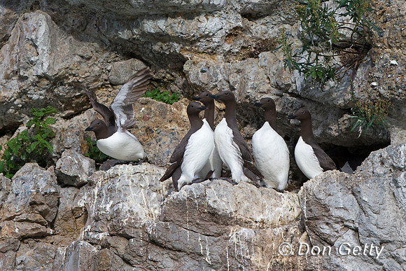 Alaska, Common, "Duck Island", Murre, "Uria aalge"