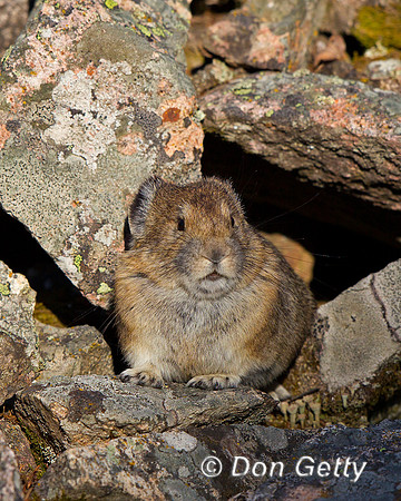 "Ochotona princeps", Pika, Wyoming, "Yellowstone National Park