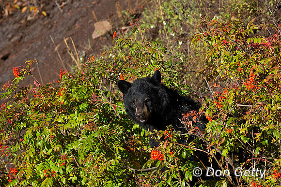 Black Bear