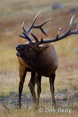 Elk_R8D9062