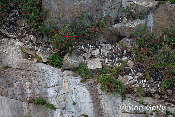 Alaska, Common, "Duck Island", Murre, "Uria aalge"