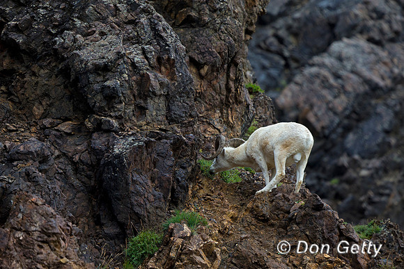 Alaska, "Dall Sheep", "Denali National Park", "Ovis dalli"