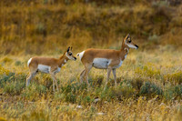Pronghorn