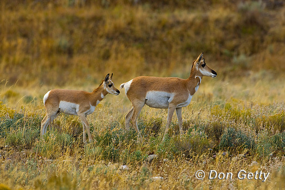 Pronghorn