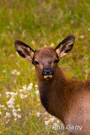 Elk_MG_8906
