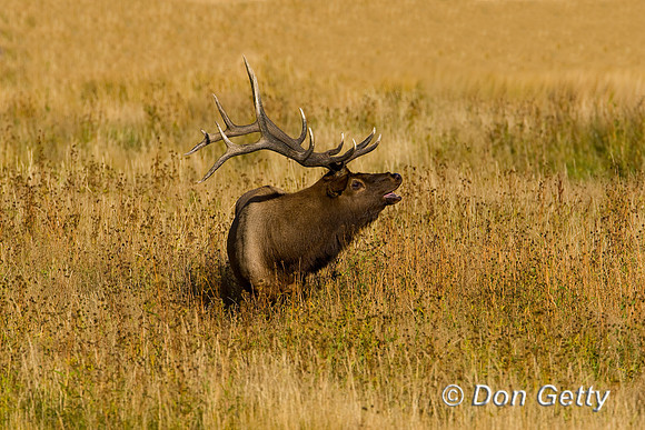 Elk_D4B8368