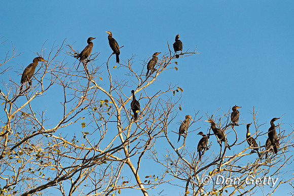 Neotropic Cormorant