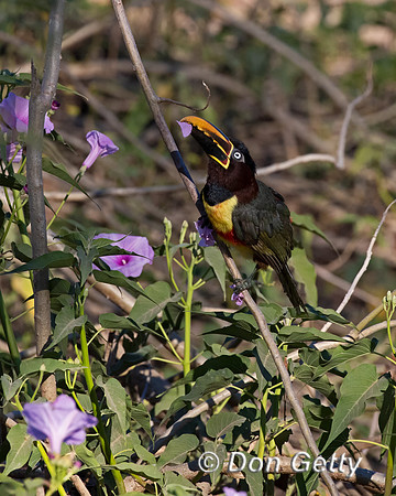 Chestnut-eared Aracari