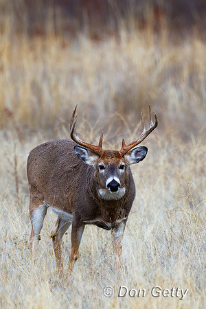 Deer_WtTl_Z2F9840