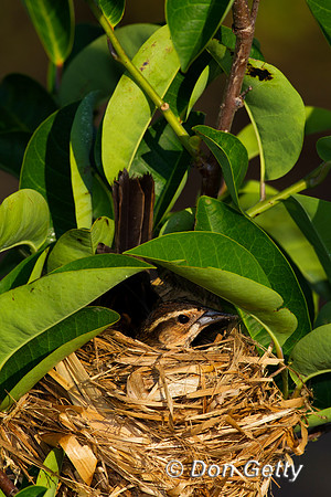 Red-winged Blackbird