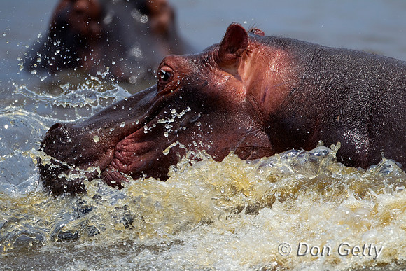 Hippo_Z2F5304