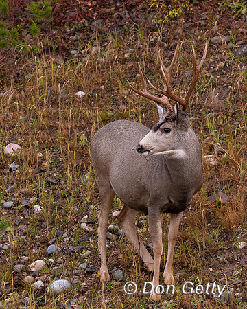 Mule Deer