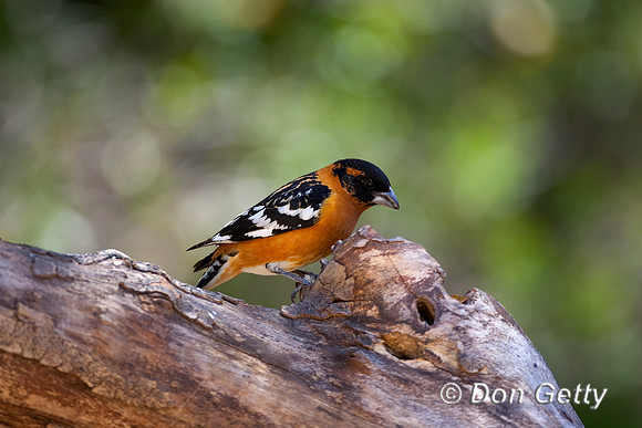 Grosbeak_BHMR8D4821