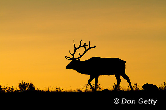 Bull, "Cervus canadensis", Elk, Wyoming, "Yellowstone National Park"