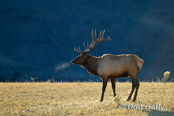 Bull, "Cervus canadensis", Elk, Wyoming, "Yellowstone National Park"