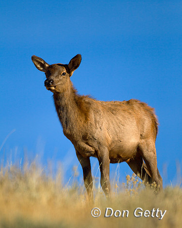"Cervus canadensis","Cow Elk", Wyoming, "Yellowstone National Park"