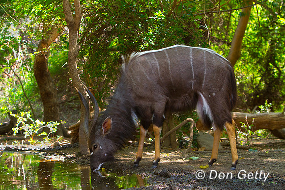 Nyala_MG_3951
