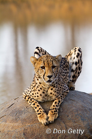 Cheetah_MG_4565