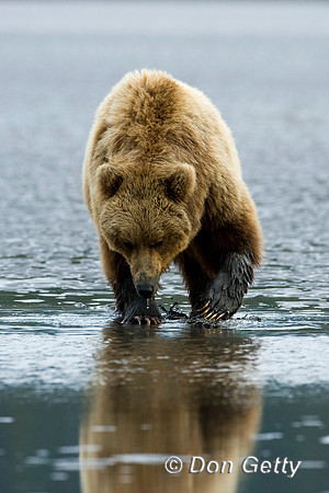 Brown Bear
