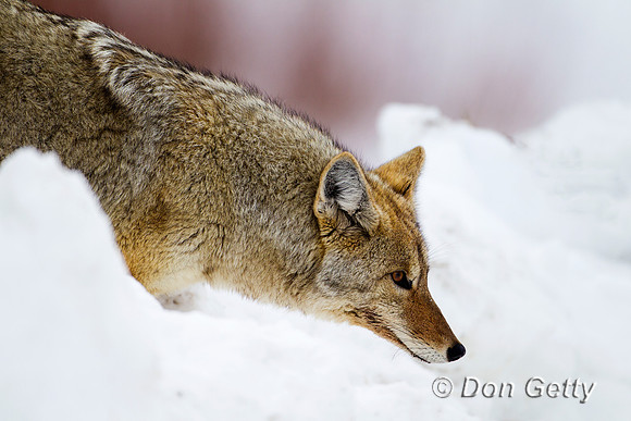 Coyote_Z2F8372