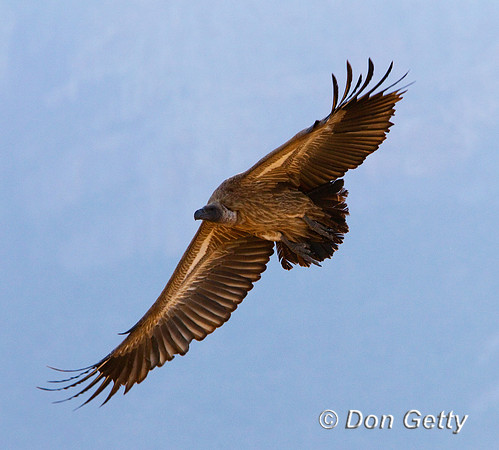 Vulture_WB_Z2F9672