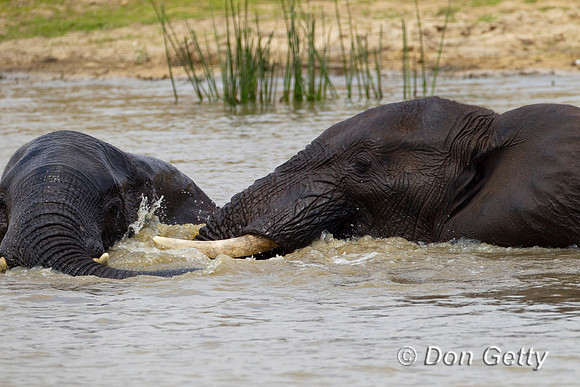 Elephant_Z2F4813