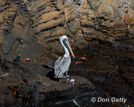 Brown Pelican