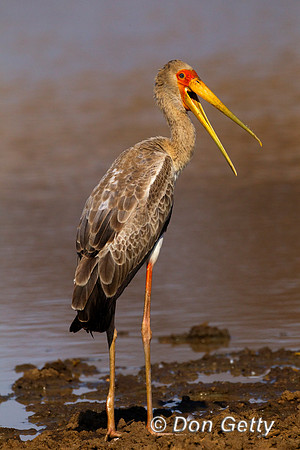 Stork_SYB_Z2F1395
