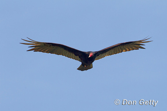 Vulture_T_Z2F3135