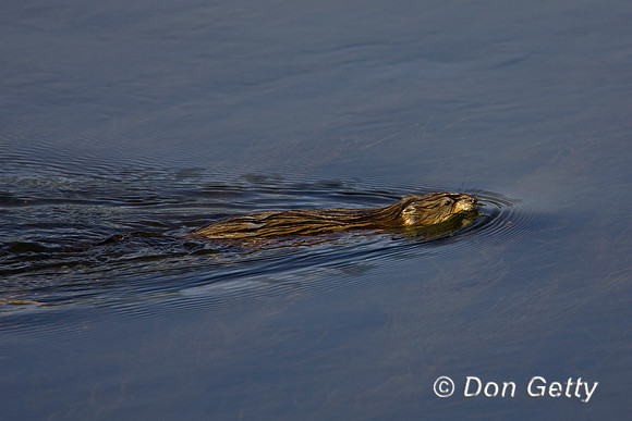 Muskrat_R8D5125