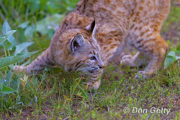 Bobcat_Z2F2238