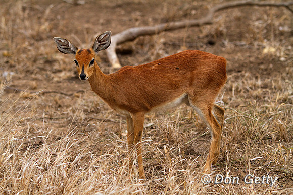 Steenbok_MG_3154