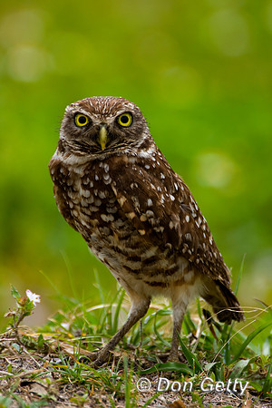 Owl_Burrowing_D4B8367