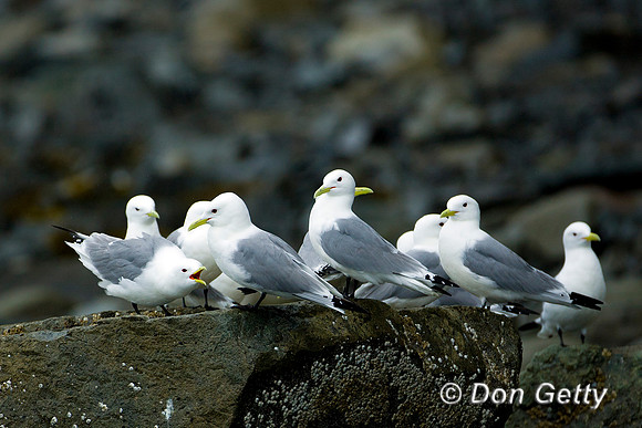 Black-legged Kittiwake