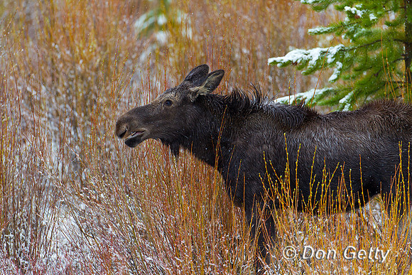 Moose_Z2F0038