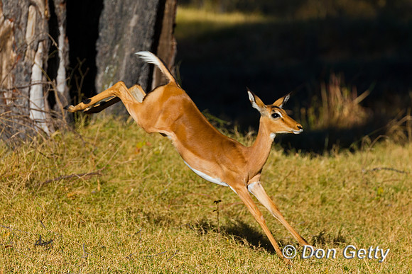 "Aepyceros melampus", Botswana, Impala, "Moremi Game Reserve", "Okavango Delta"