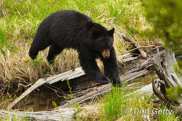 Black Bear
