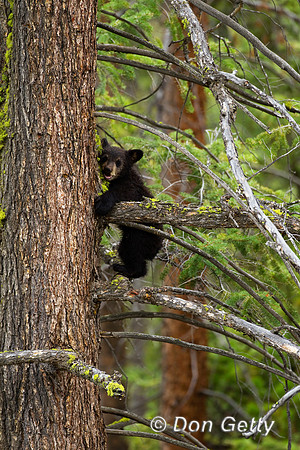 Black Bear
