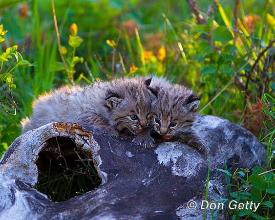 Bobcat_Z2F2531