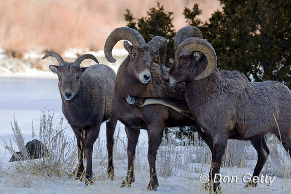 Bighorn Sheep