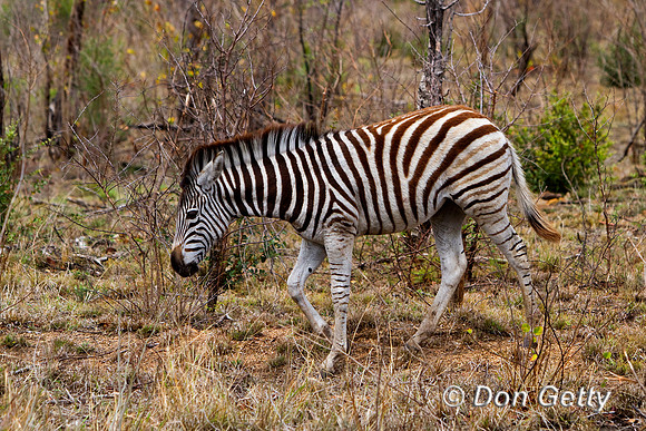 Zebra_P_MG_6243