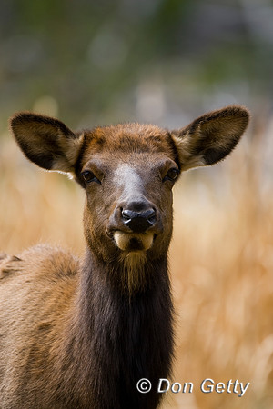 Elk_MR8D1349