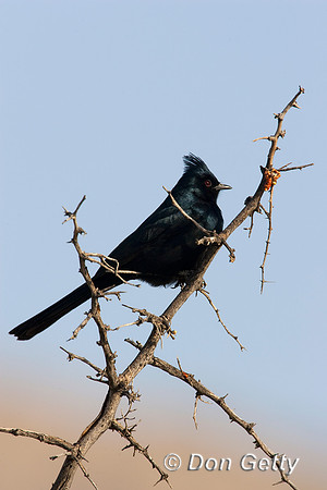Phainopepla_MR8D4594