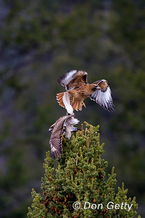 Hawk RT_D4B0877