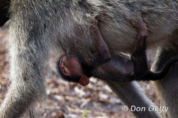 Baboon_C_Z2F6402
