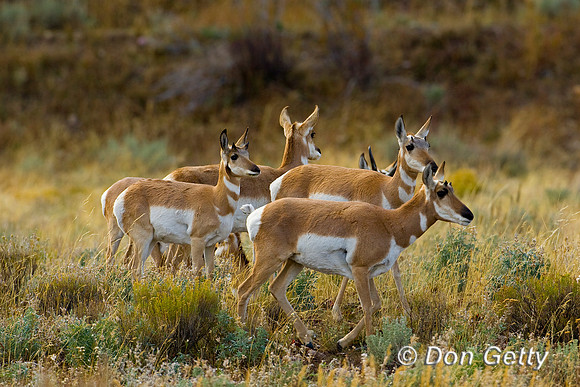 Pronghorn