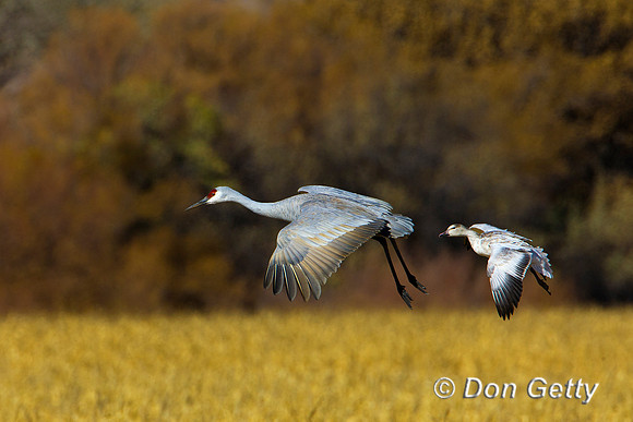 Sandhill Crane