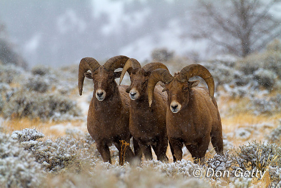 Bighorn Sheep