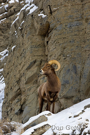 Bighorn Sheep