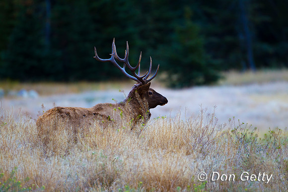Elk_Z2F8414